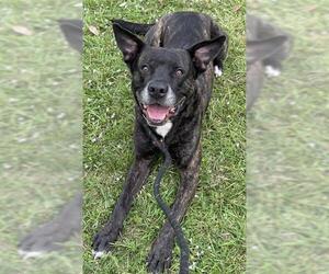 American Staffordshire Terrier Dogs for adoption in Fort Lauderdale, FL, USA