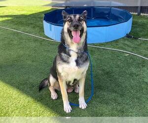 German Shepherd Dog-Siberian Husky Mix Dogs for adoption in Orange, CA, USA