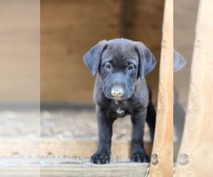 Labrador Retriever-Unknown Mix Dogs for adoption in Kannapolis, NC, USA