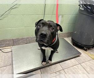 American Staffordshire Terrier-Unknown Mix Dogs for adoption in Grand Prairie, TX, USA