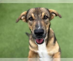 German Shepherd Dog-Unknown Mix Dogs for adoption in Grand Prairie, TX, USA