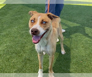 Siberian Husky-Unknown Mix Dogs for adoption in Orange, CA, USA
