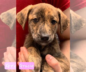 German Shepherd Dog-Unknown Mix Dogs for adoption in Alexander, AR, USA