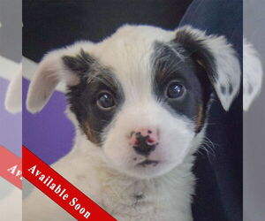 Mutt Dogs for adoption in Huntley, IL, USA