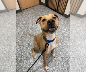 Mutt Dogs for adoption in Bemidji, MN, USA