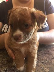 ShiChi Dogs for adoption in Phoenix , AZ, USA