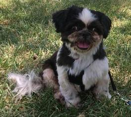 Shih Tzu Dogs for adoption in North Richland Hills, TX, USA