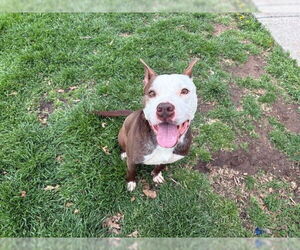 American Pit Bull Terrier Dogs for adoption in Tulsa, OK, USA