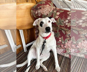 Labrador Retriever-Unknown Mix Dogs for adoption in New London, WI, USA