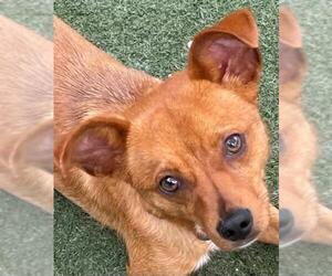 Chihuahua Dogs for adoption in Texas City, TX, USA