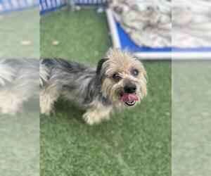 Mutt Dogs for adoption in Chula Vista, CA, USA