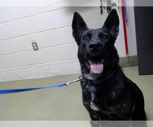 American Pit Bull Terrier-Dutch Shepherd Mix Dogs for adoption in Moreno Valley, CA, USA
