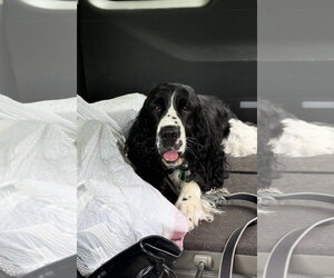English Springer Spaniel Dogs for adoption in Ball Ground, GA, USA