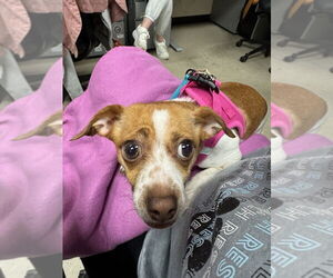 Jack Chi Dogs for adoption in Mundelein, IL, USA