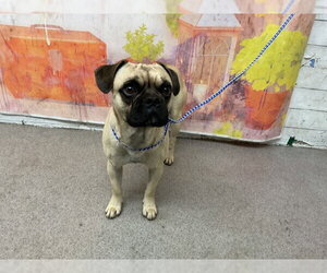 Pug Dogs for adoption in San Bernardino, CA, USA