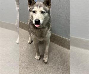 Huskies -Unknown Mix Dogs for adoption in Las Vegas, NV, USA
