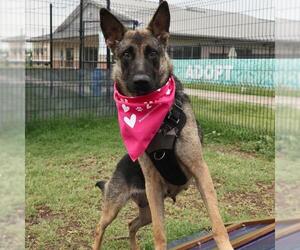 German Shepherd Dog-Unknown Mix Dogs for adoption in San Antonio, TX, USA