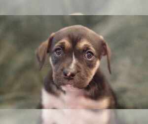 Boxer-Unknown Mix Dogs for adoption in The Woodlands, TX, USA