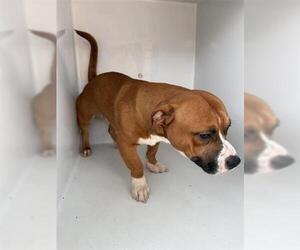 Medium Photo #1 Staffordshire Bull Terrier Puppy For Sale in Houston, TX, USA