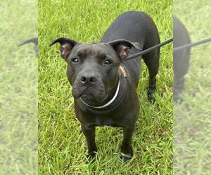 American Pit Bull Terrier Dogs for adoption in Fort Lauderdale, FL, USA