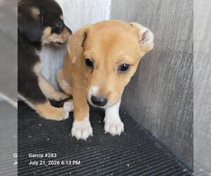 Mutt Dogs for adoption in San Antonio, TX, USA