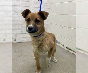 German Shepherd Dog-Unknown Mix Dogs for adoption in San Bernardino, CA, USA