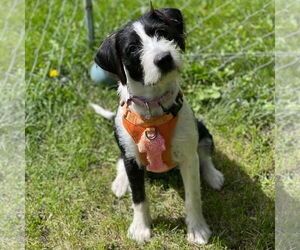 Mutt Dogs for adoption in Fargo, ND, USA