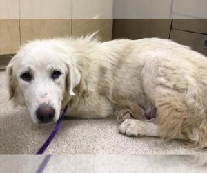Great Pyrenees Dogs for adoption in Riverside, CA, USA