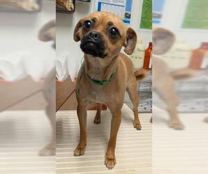 Chug Dogs for adoption in Bakersfield, CA, USA