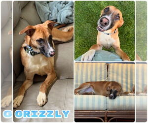 Australian Shepherd-Mountain Cur Mix Dogs for adoption in Pierceton , IN, USA