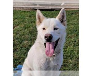 Samoyed Dogs for adoption in Modesto, CA, USA
