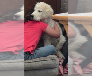 Great Pyrenees Dogs for adoption in MIDWAY, UT, USA