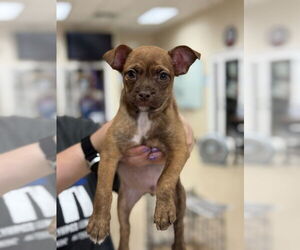 Boston Terrier-Unknown Mix Dogs for adoption in Mundelein, IL, USA