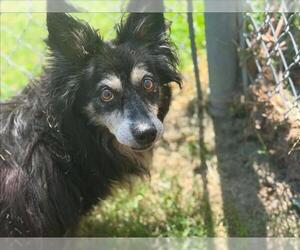 Border Collie-Unknown Mix Dogs for adoption in Tulsa, OK, USA