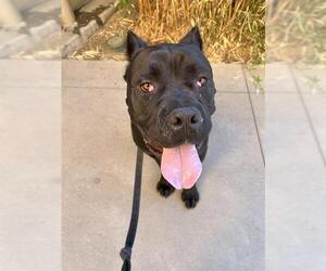 Mutt Dogs for adoption in Sacramento, CA, USA