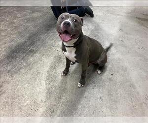 American Pit Bull Terrier Dogs for adoption in Fort Wayne, IN, USA