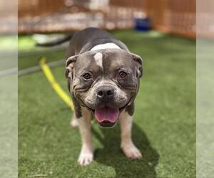 American Bulldog-Unknown Mix Dogs for adoption in Las Vegas, NV, USA