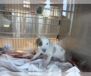 American Staffordshire Terrier-Unknown Mix Dogs for adoption in Grand Prairie, TX, USA