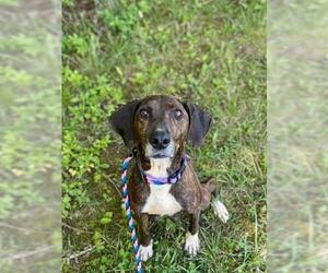 Mountain Cur Dogs for adoption in Rocky Mount, VA, USA