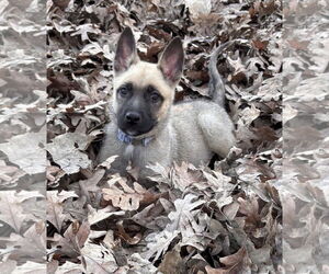 Mutt Dogs for adoption in Germantown, OH, USA