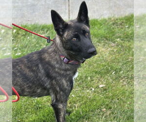 - Mix Dogs for adoption in Rohnert Park, CA, USA