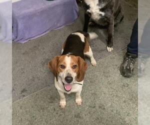 Beagle-Unknown Mix Dogs for adoption in Amherst, OH, USA