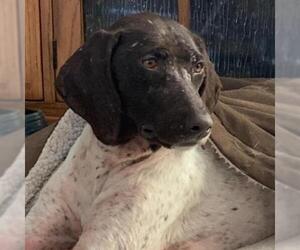 German Shorthaired Pointer Dogs for adoption in Wadena, MN, USA
