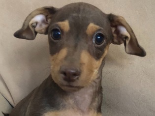 Doxie-Pin Dogs for adoption in Glendale , AZ, USA