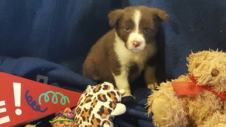 Border-Aussie Dogs for adoption in Vacaville, CA, USA