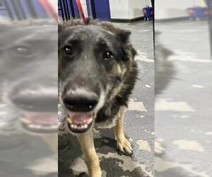 German Shepherd Dog Dogs for adoption in Bakersfield, CA, USA