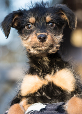 Schweenie Dogs for adoption in Anchorage, AK, USA