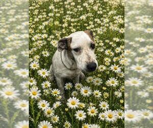 Mutt Dogs for adoption in Globe, AZ, USA