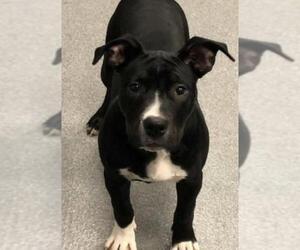 American Pit Bull Terrier-Unknown Mix Dogs for adoption in Longview, TX, USA