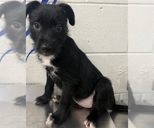 Mutt Dogs for adoption in San Bernardino, CA, USA